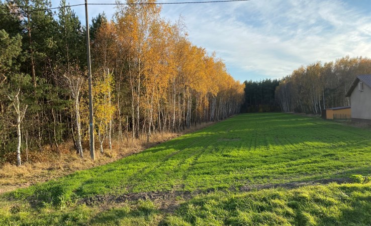 parcel for sale - Grzegorzew, BARŁOGI, Emilewo